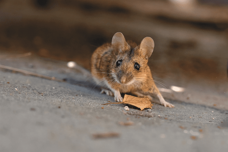 Souris